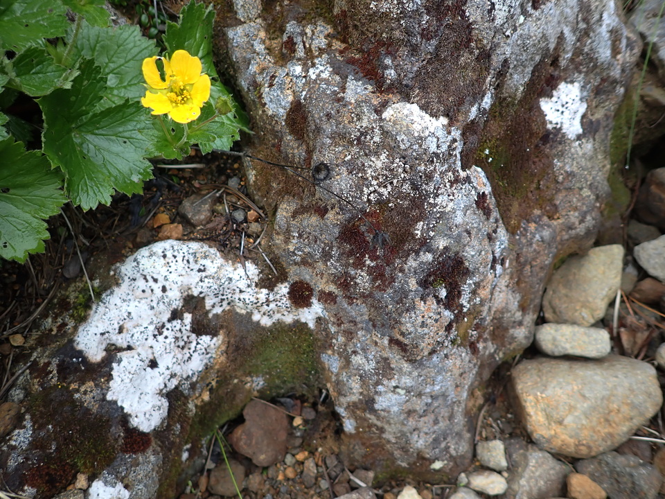 P7188639_mid.jpg