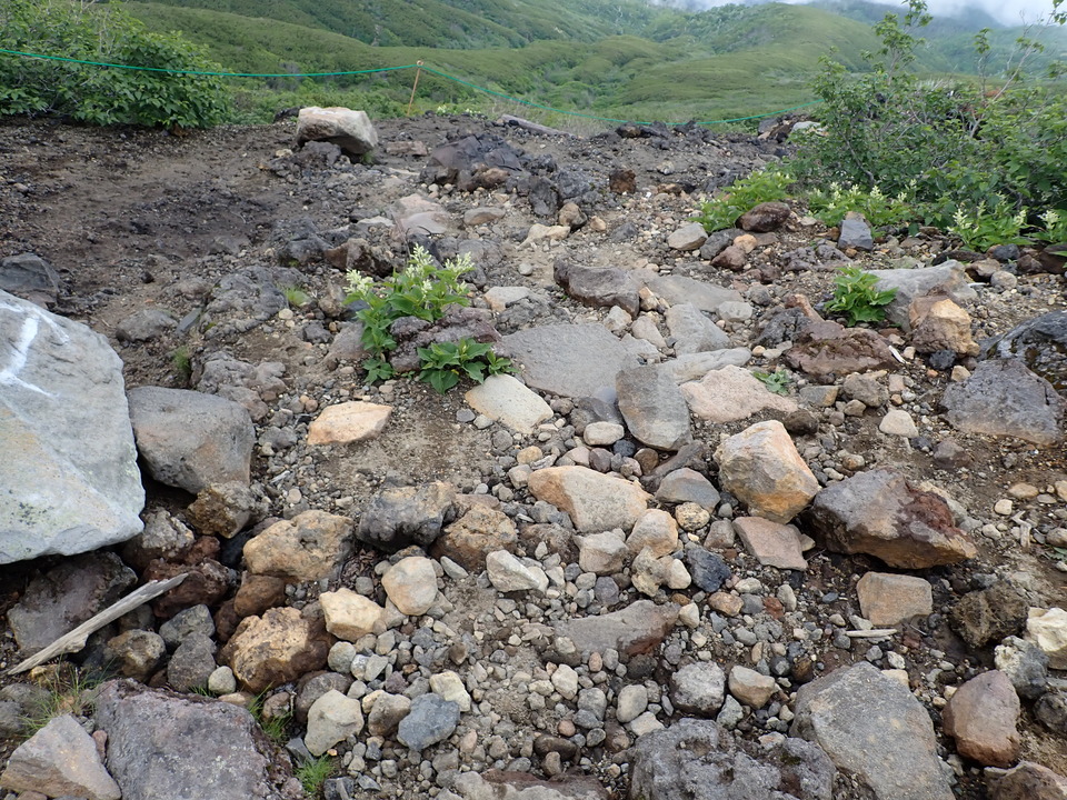 P7188782_mid.jpg