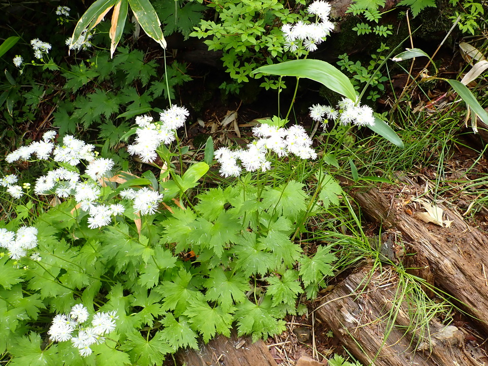 P7188867_mid.jpg