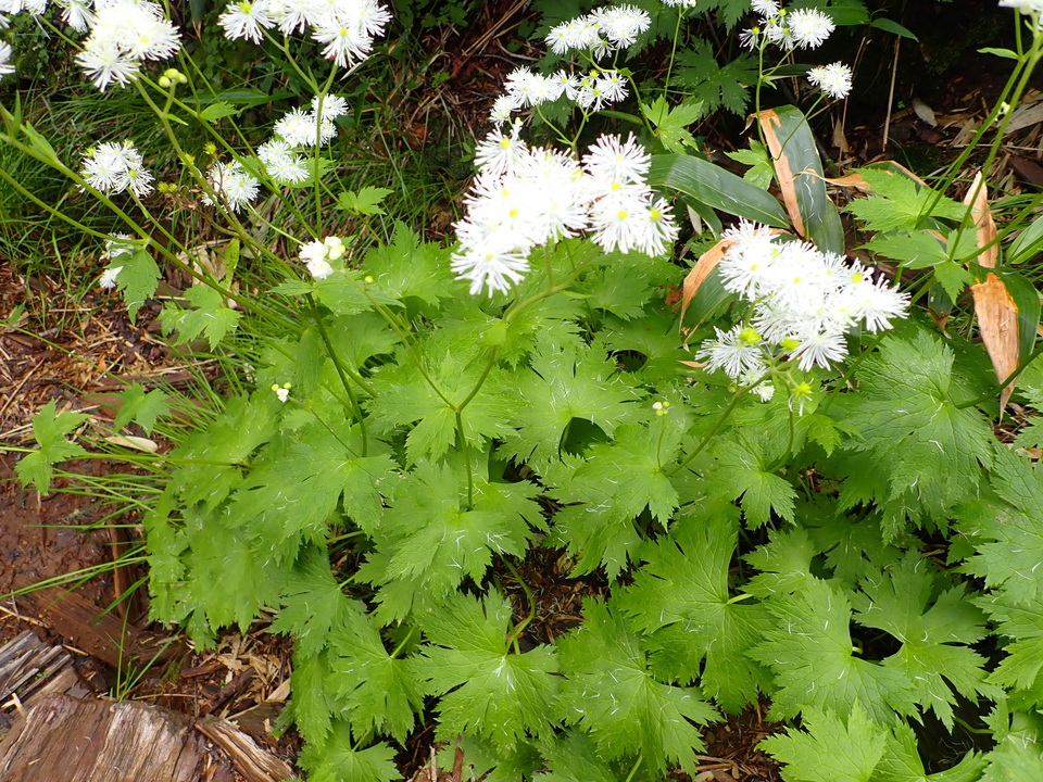 P7188868_mid.jpg