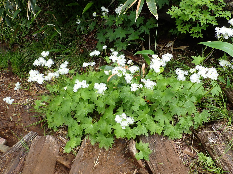 P7188870_mid.jpg