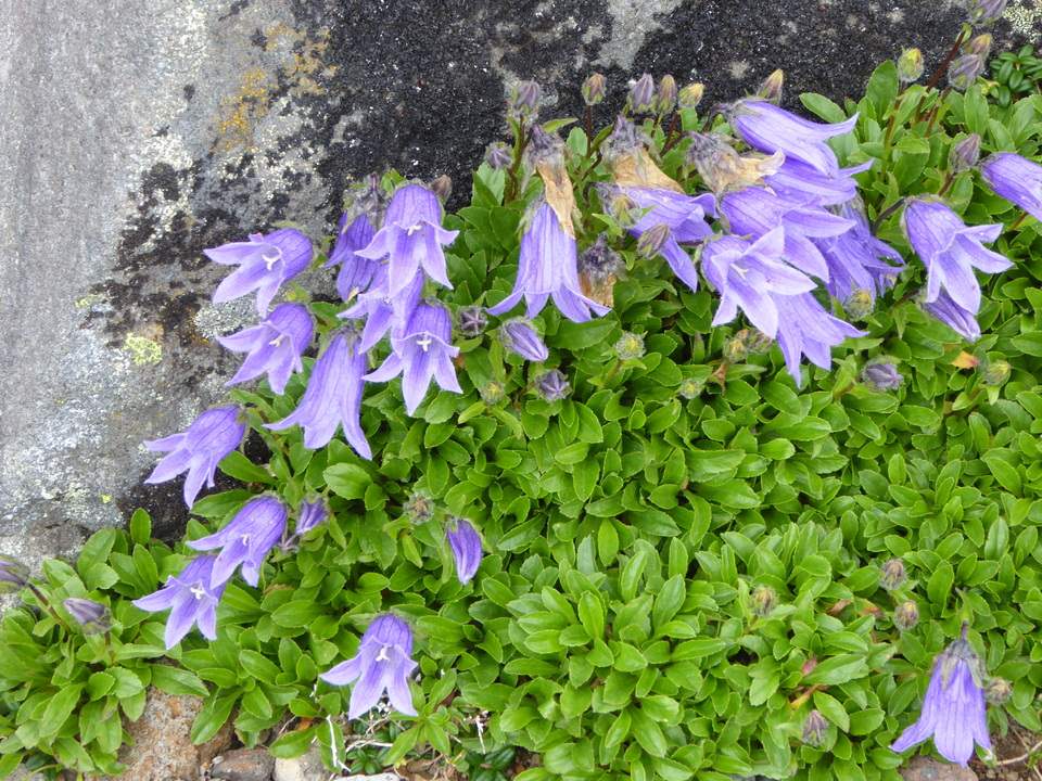 P1070265_mid.jpg