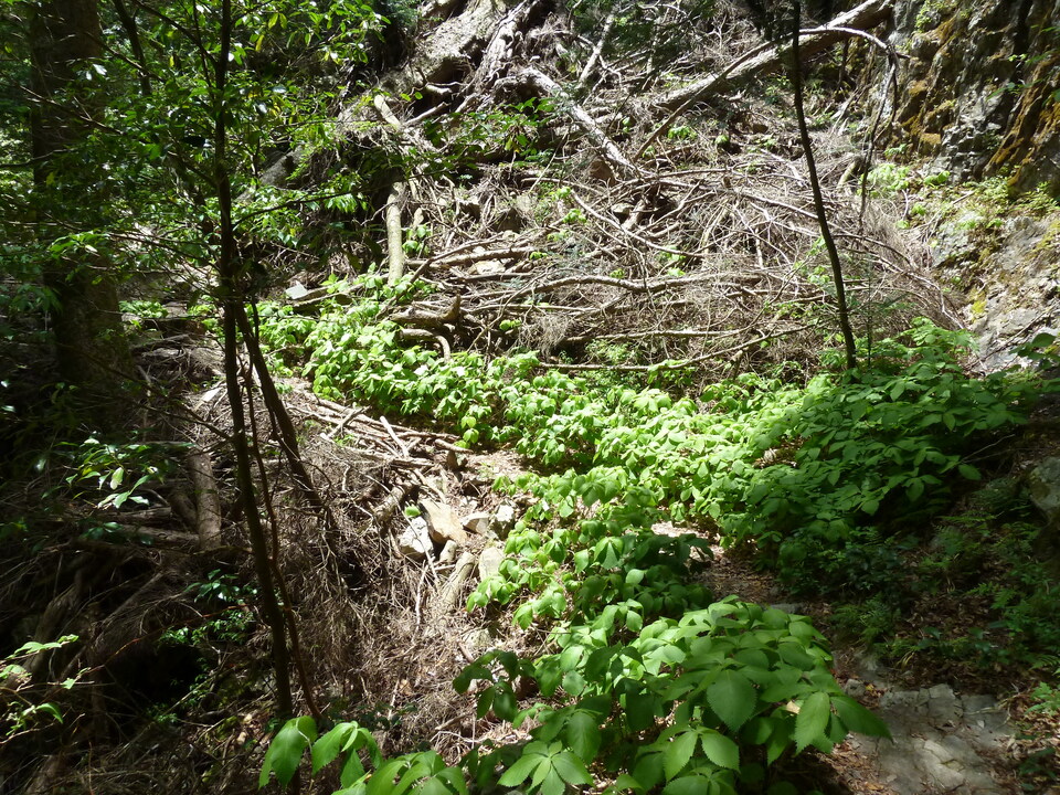 P1100307_mid.jpg