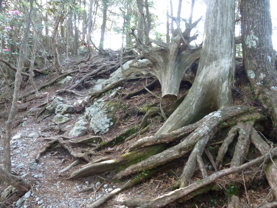 P1100582_mid.jpg