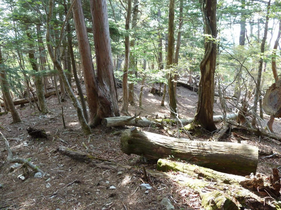 P1100591_mid.jpg
