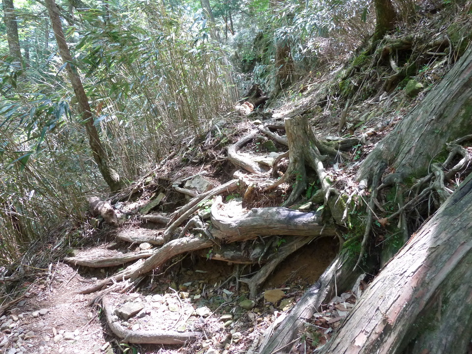 P1100917_mid.jpg
