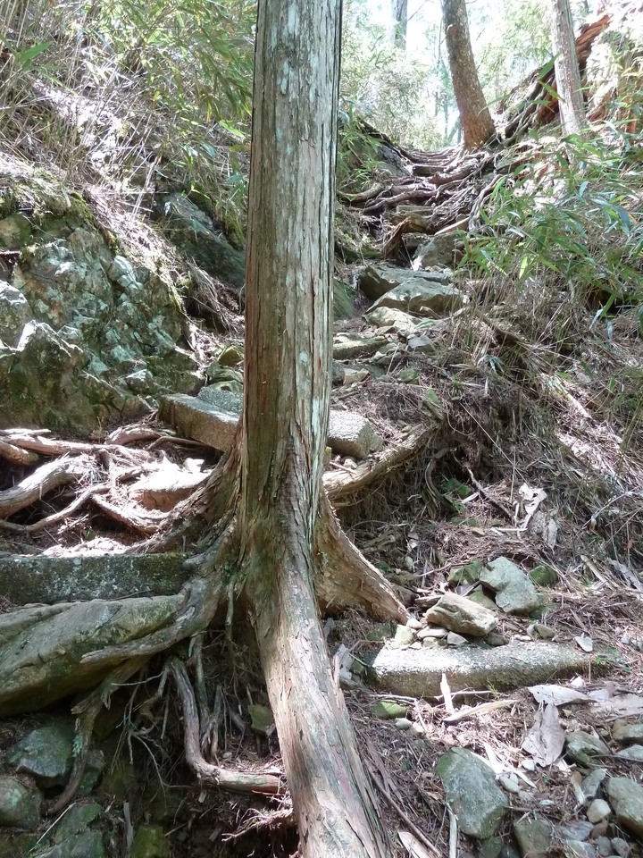 P1100924_mid.jpg