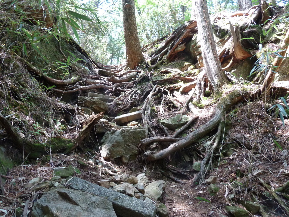 P1100925_mid.jpg