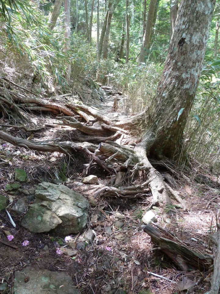 P1100928_mid.jpg