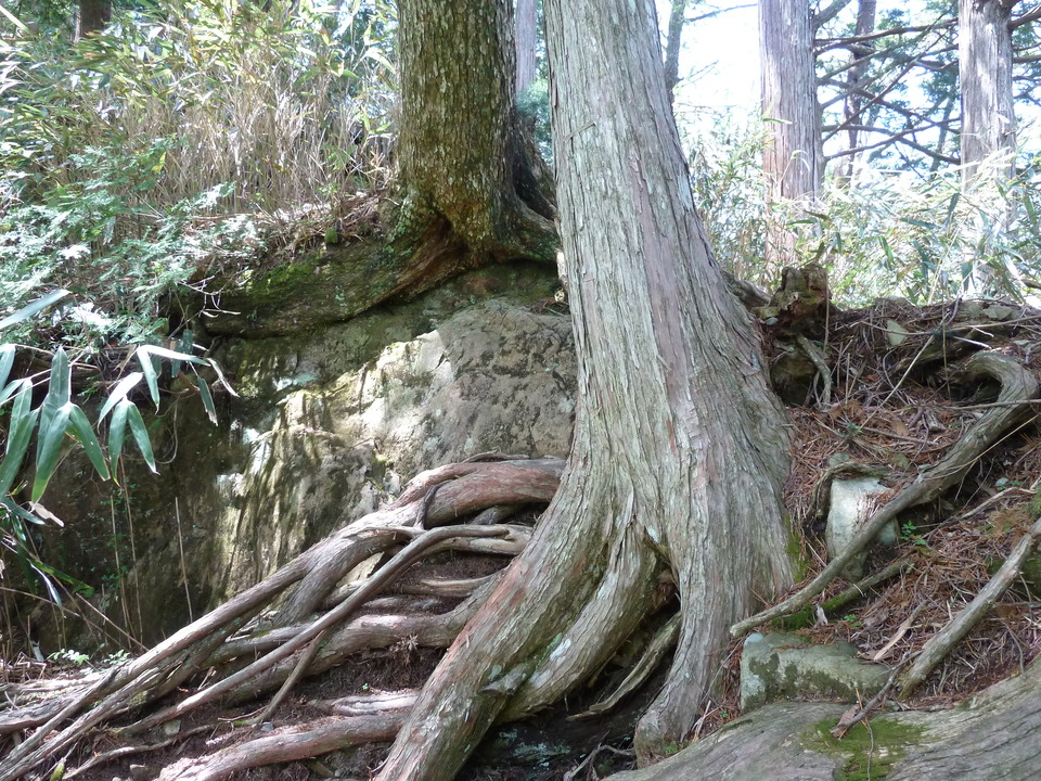 P1100942_mid.jpg
