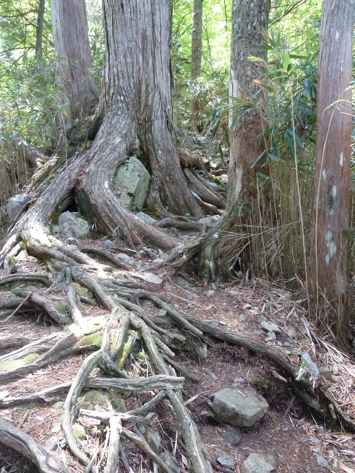 P1100945_mid.jpg