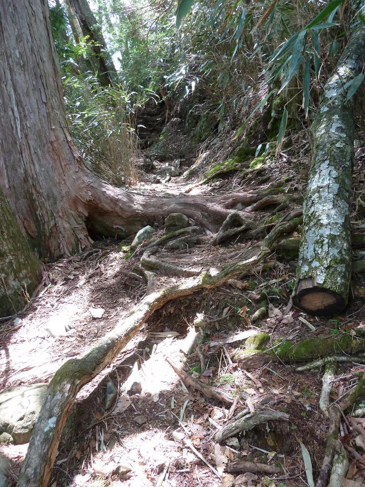 P1100947_mid.jpg