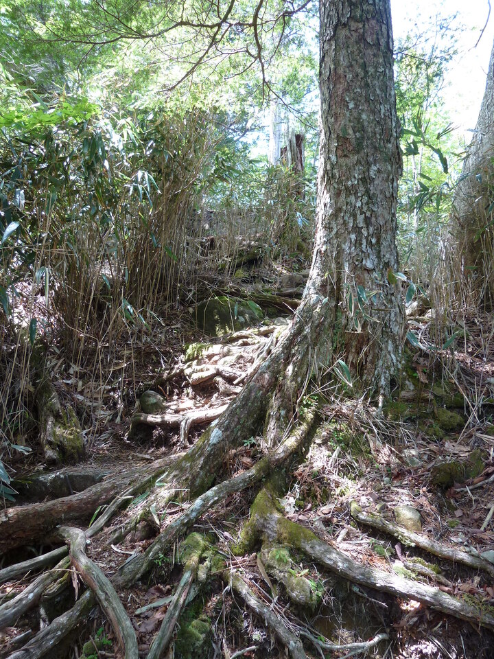 P1100949_mid.jpg