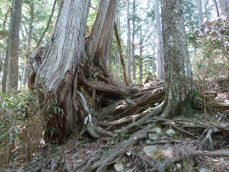 P1100958_mid.jpg