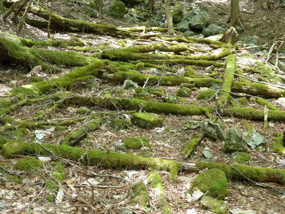 P1100990_mid.jpg
