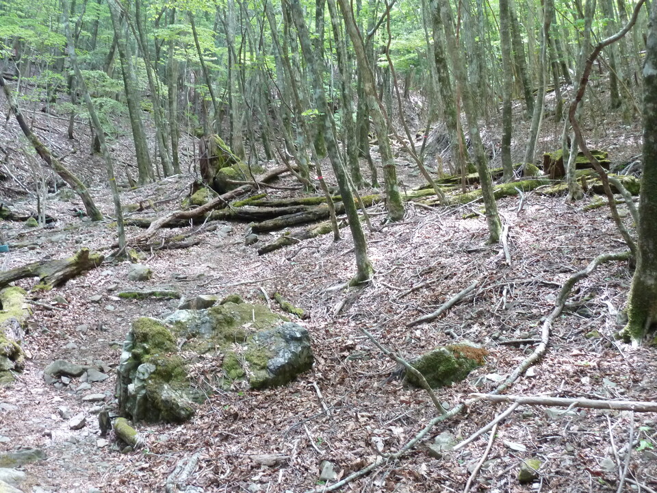 P1100994_mid.jpg
