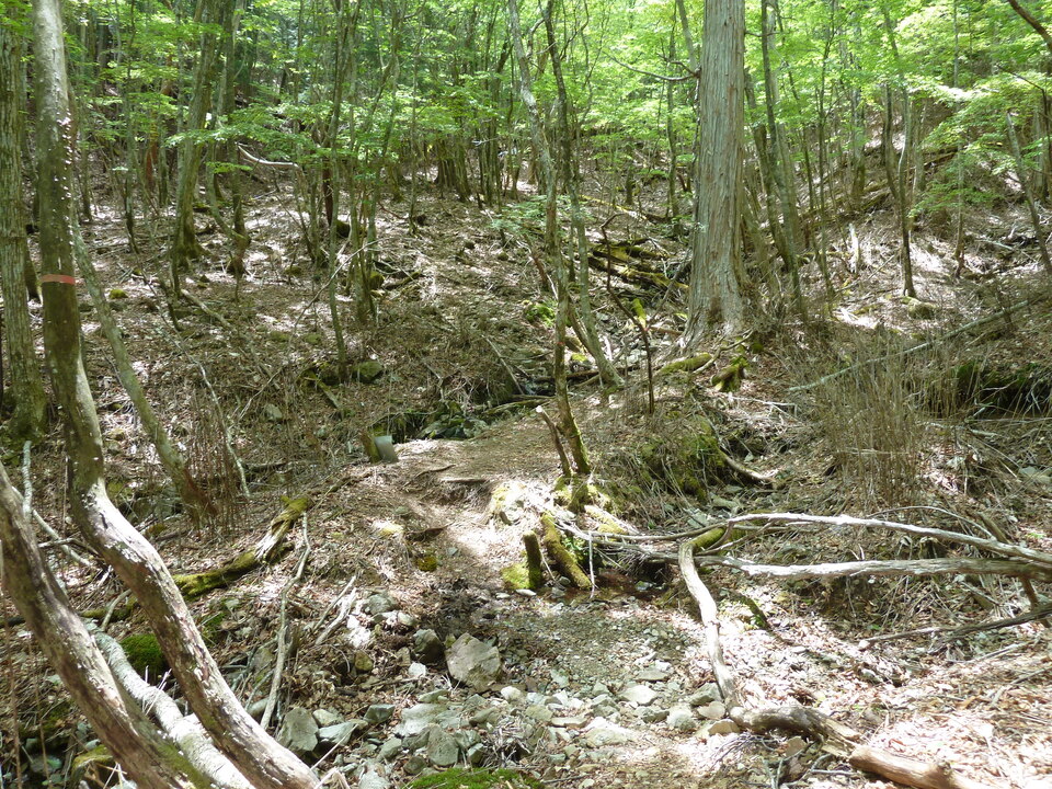 P1100995_mid.jpg