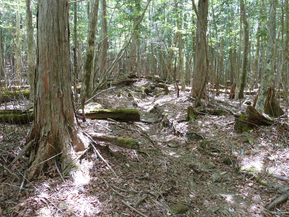 P1110003_mid.jpg