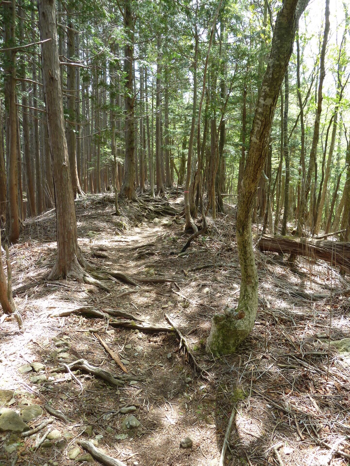P1110009_mid.jpg
