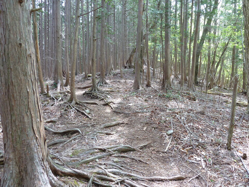 P1110010_mid.jpg