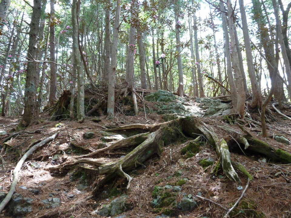 P1110016_mid.jpg