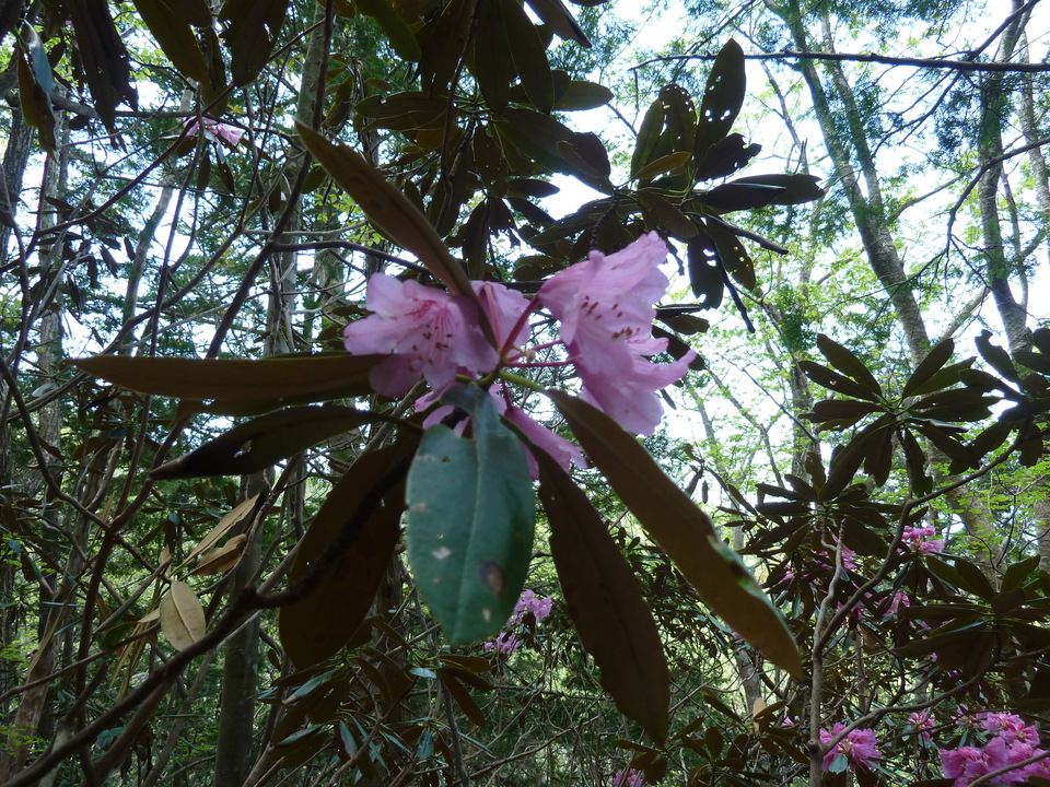 P1110030_mid.jpg