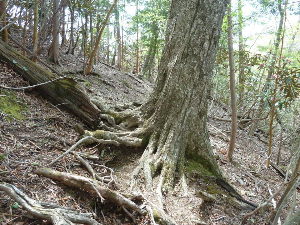 P1110034_mid.jpg