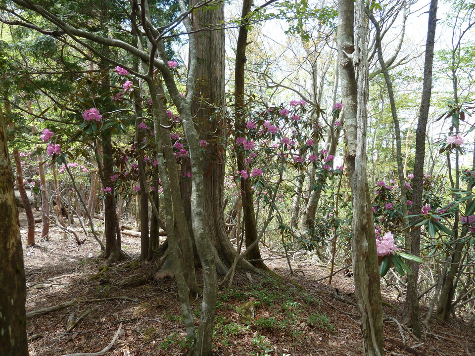 P1110038_mid.jpg
