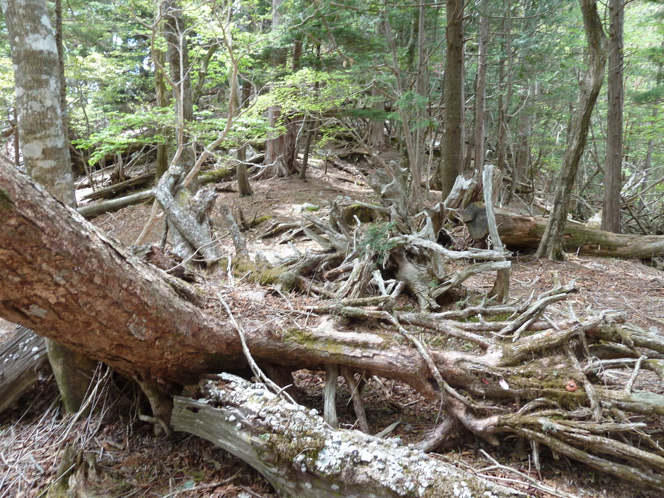 P1110043_mid.jpg