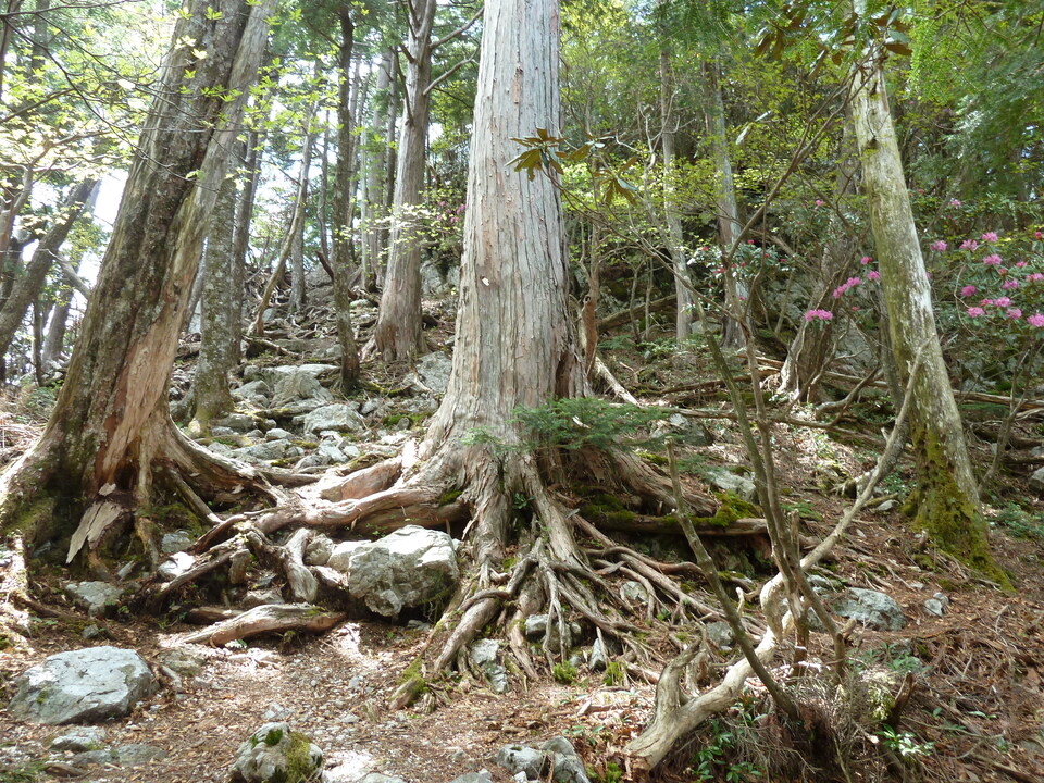 P1110044_mid.jpg