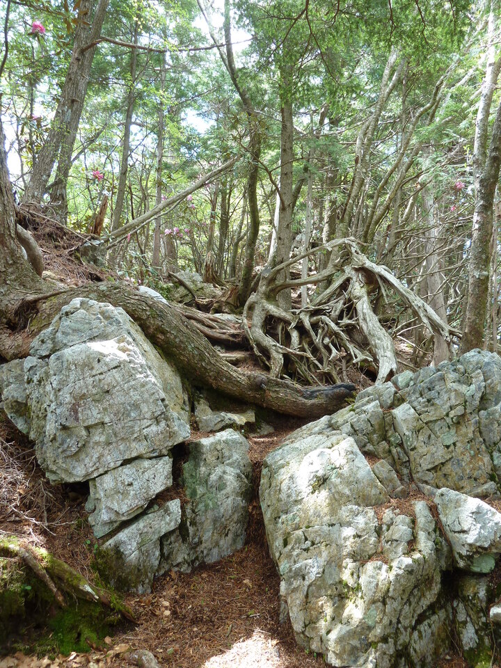 P1110049_mid.jpg