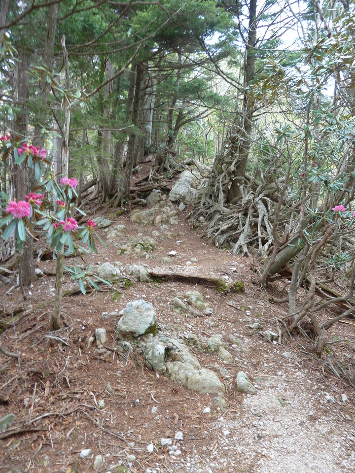 P1110052_mid.jpg