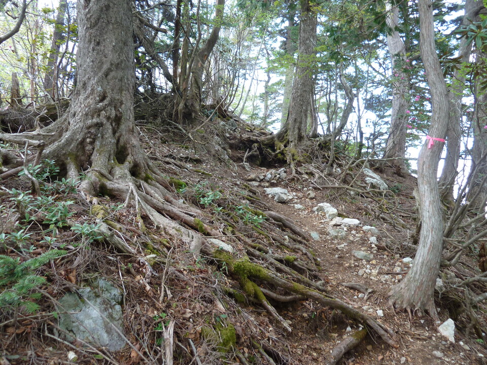 P1110056_mid.jpg