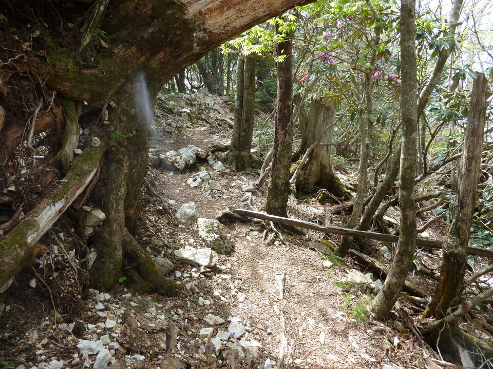 P1110059_mid.jpg