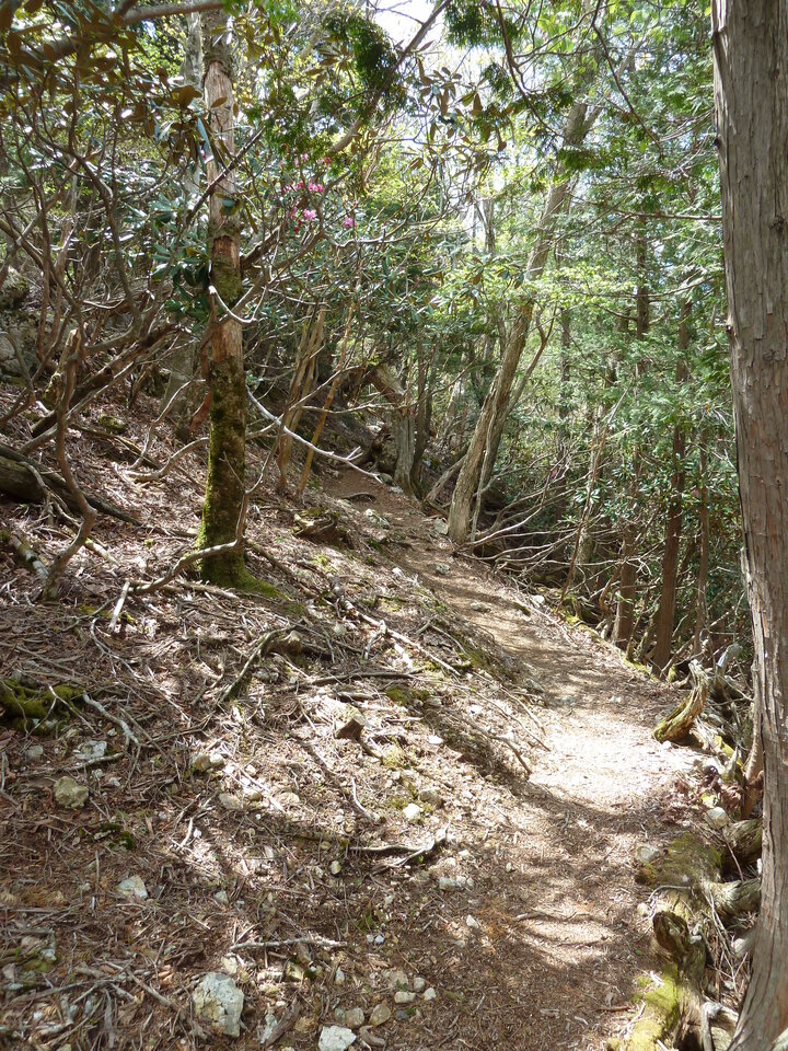 P1110062_mid.jpg