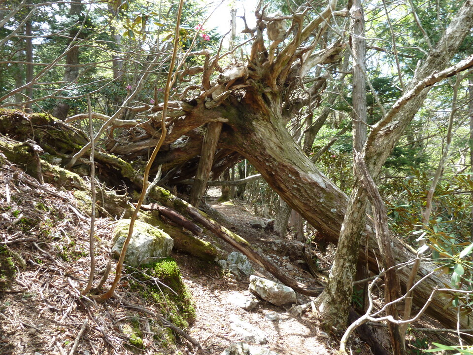 P1110063_mid.jpg