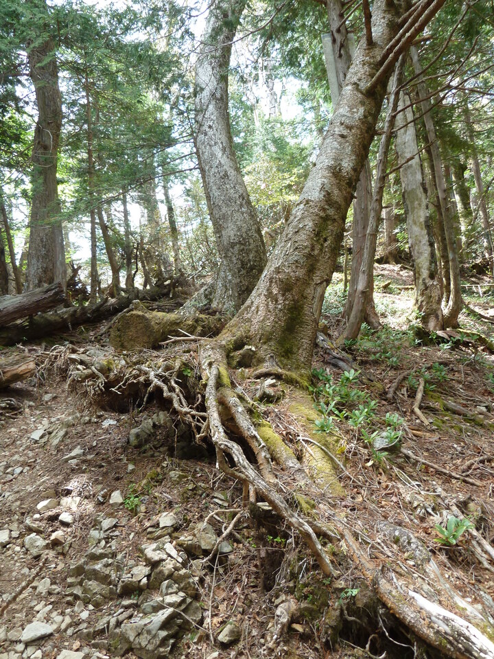P1110066_mid.jpg