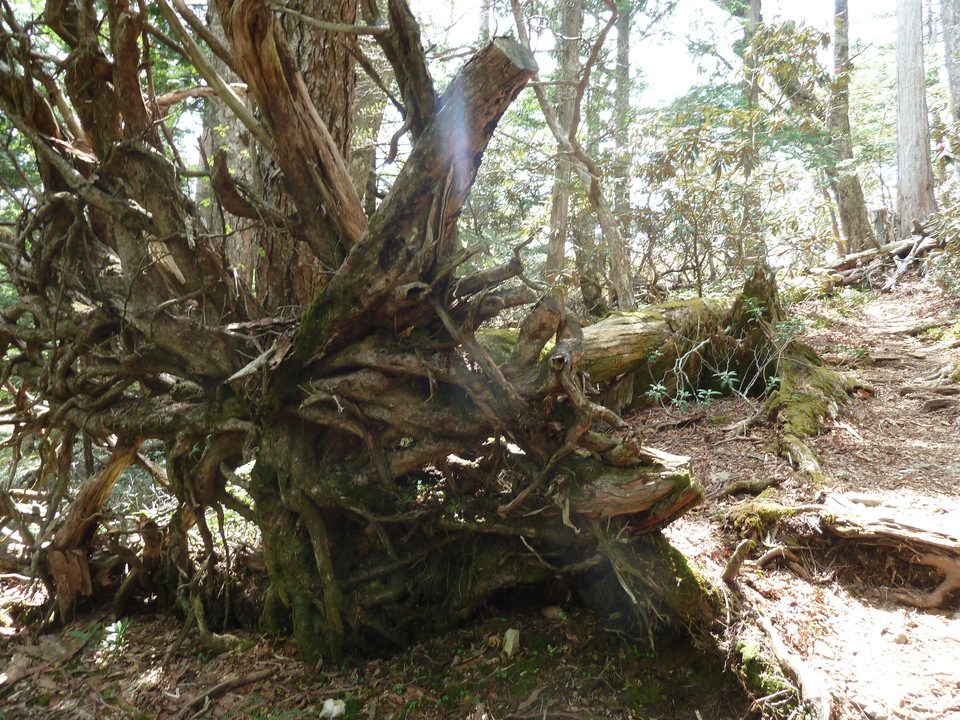 P1110067_mid.jpg