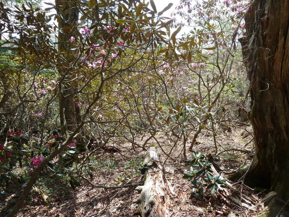 P1110069_mid.jpg