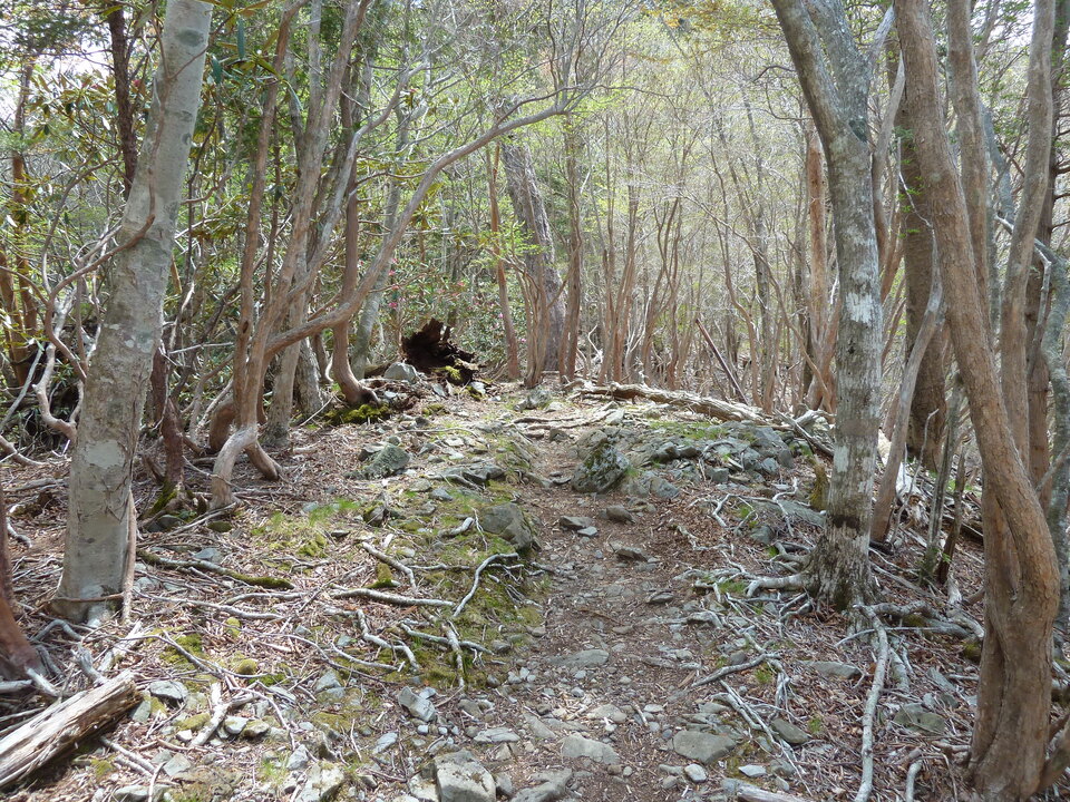 P1110079_mid.jpg