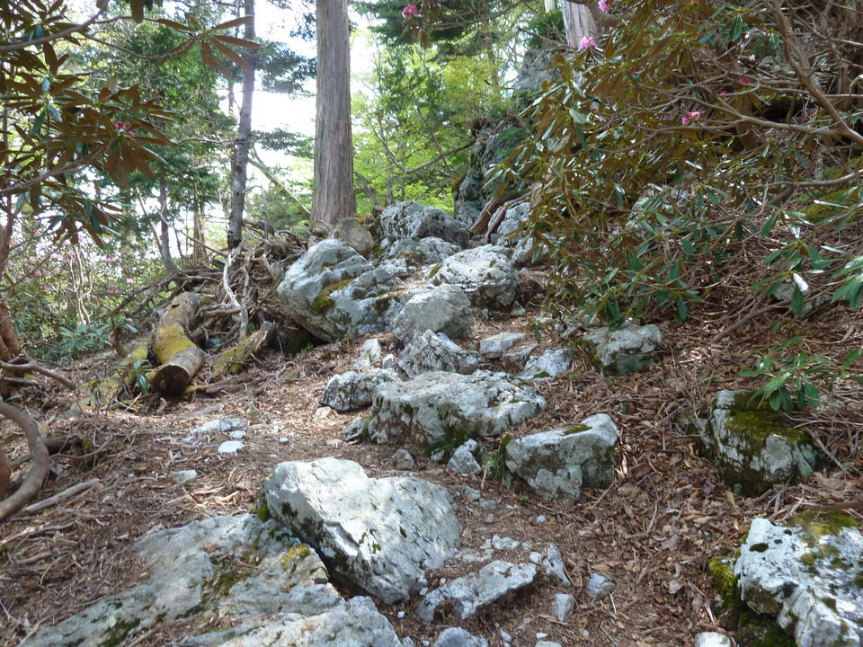 P1110081_mid.jpg
