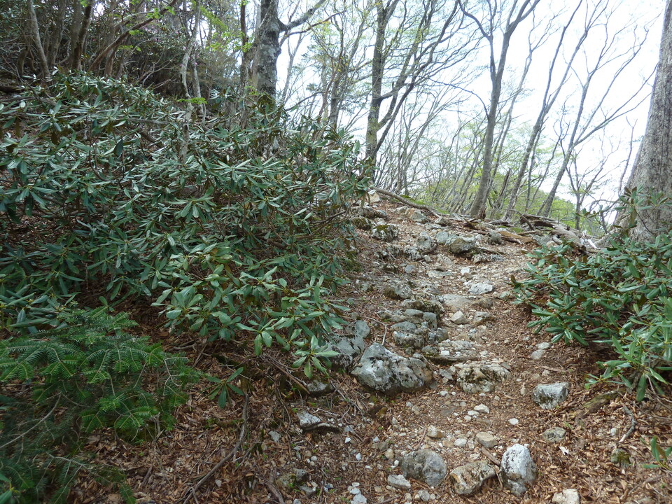 P1110082_mid.jpg