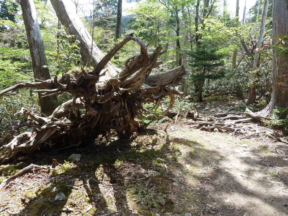 P1110090_mid.jpg