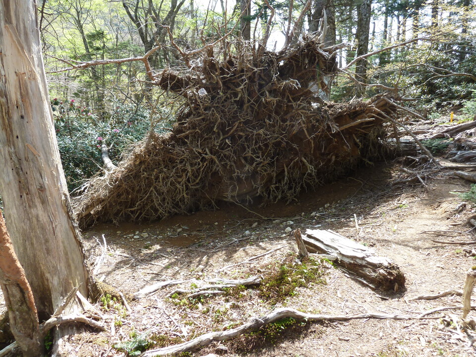 P1110093_mid.jpg