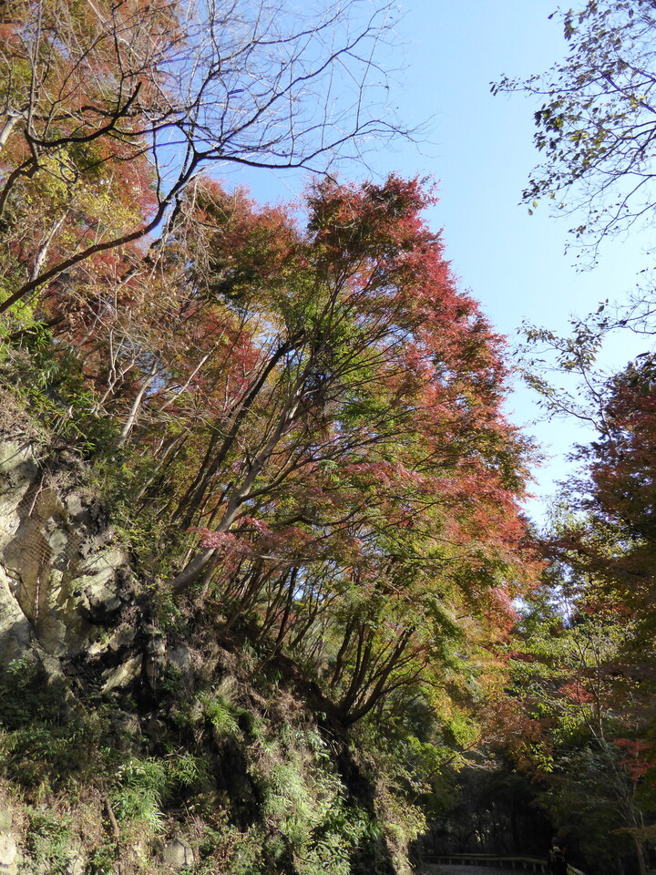 P1000110_mid.jpg