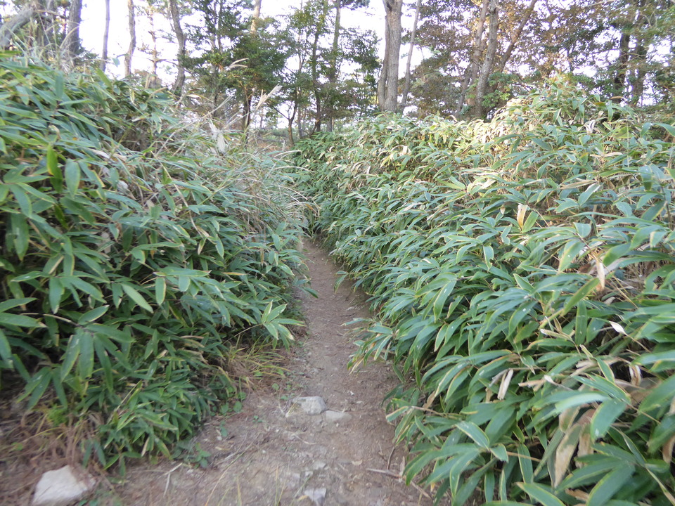 P1040700_mid.jpg
