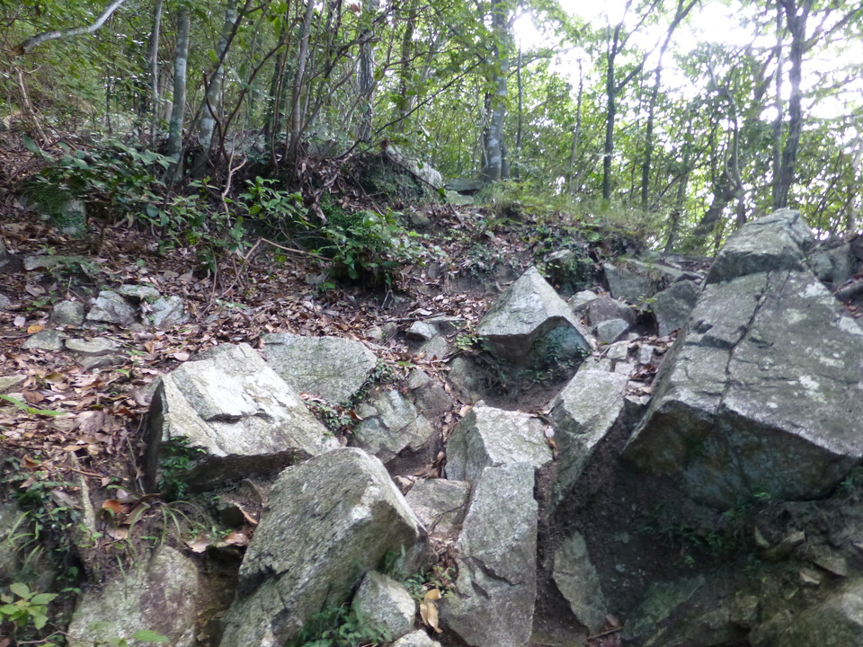 P1070872_mid.jpg