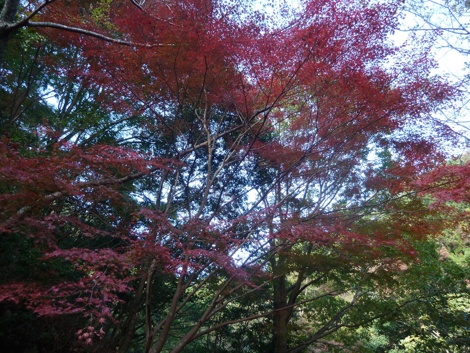 P1140675_mid.jpg