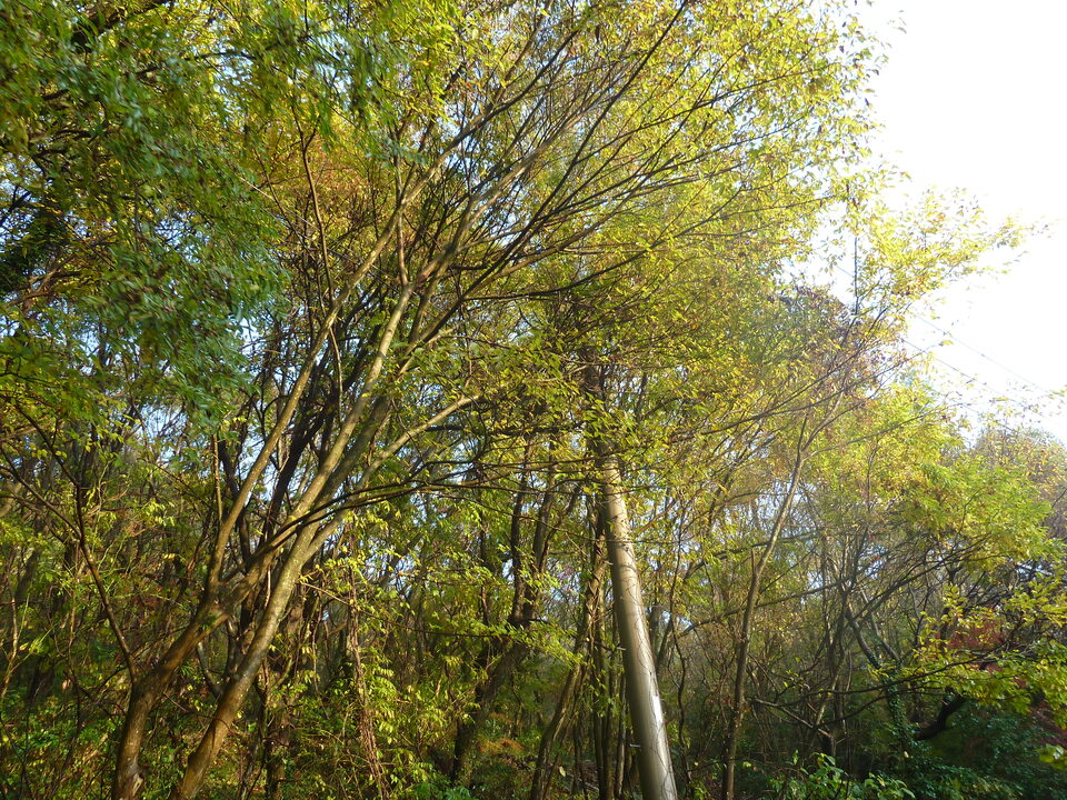 P1140697_mid.jpg