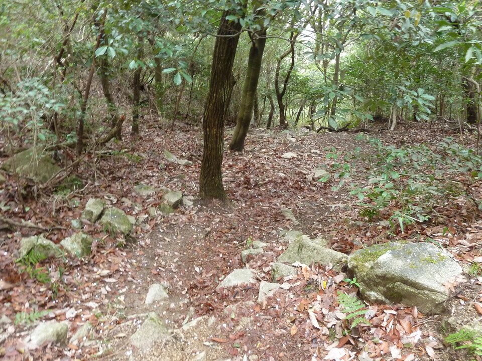P1150776_mid.jpg